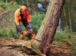 Leaf Removal in Bay Pines, FL