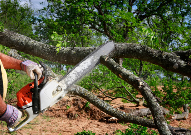 Reliable Bay Pines, FL Tree Care Services Solutions